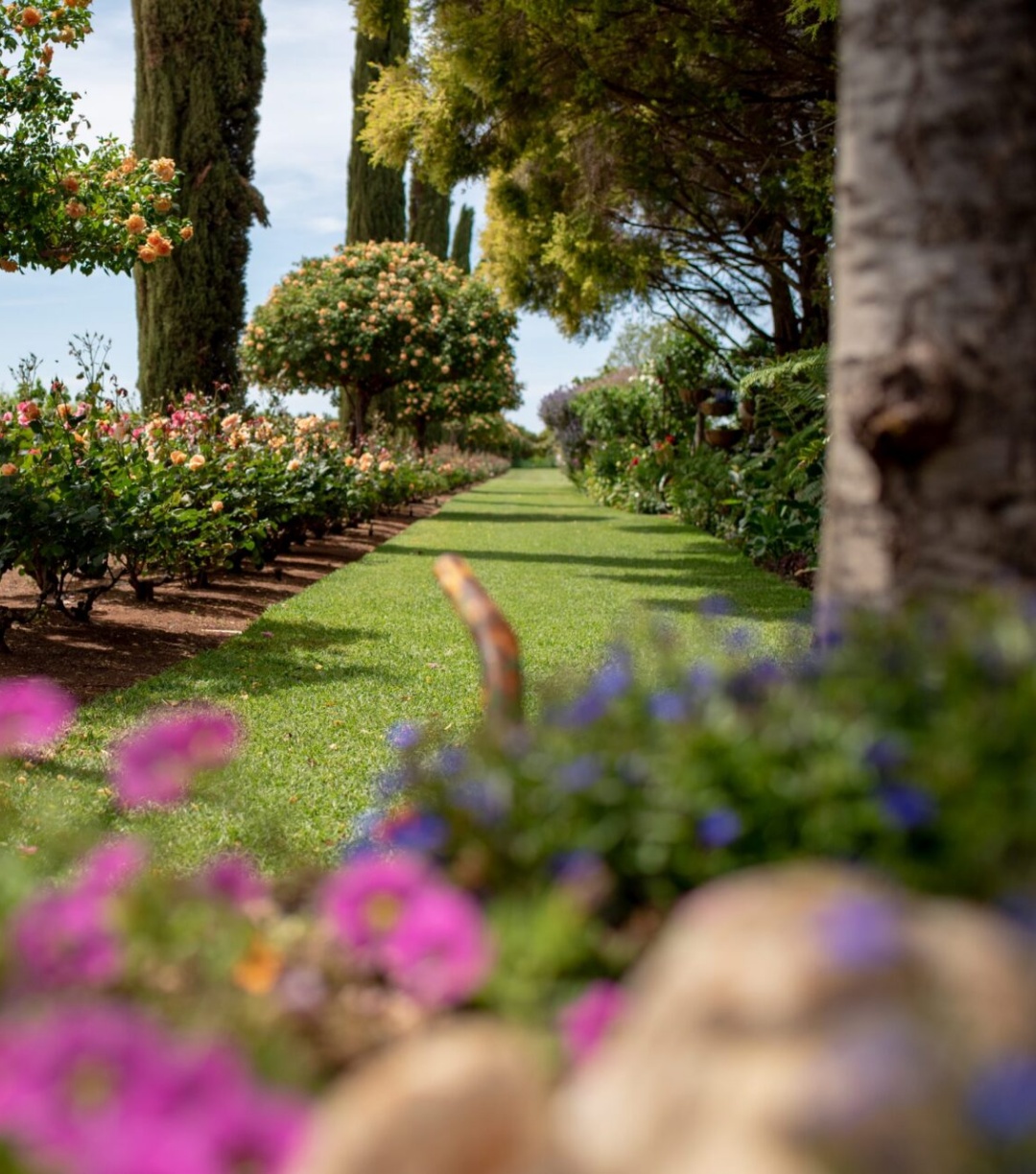 Gardens in Griffith