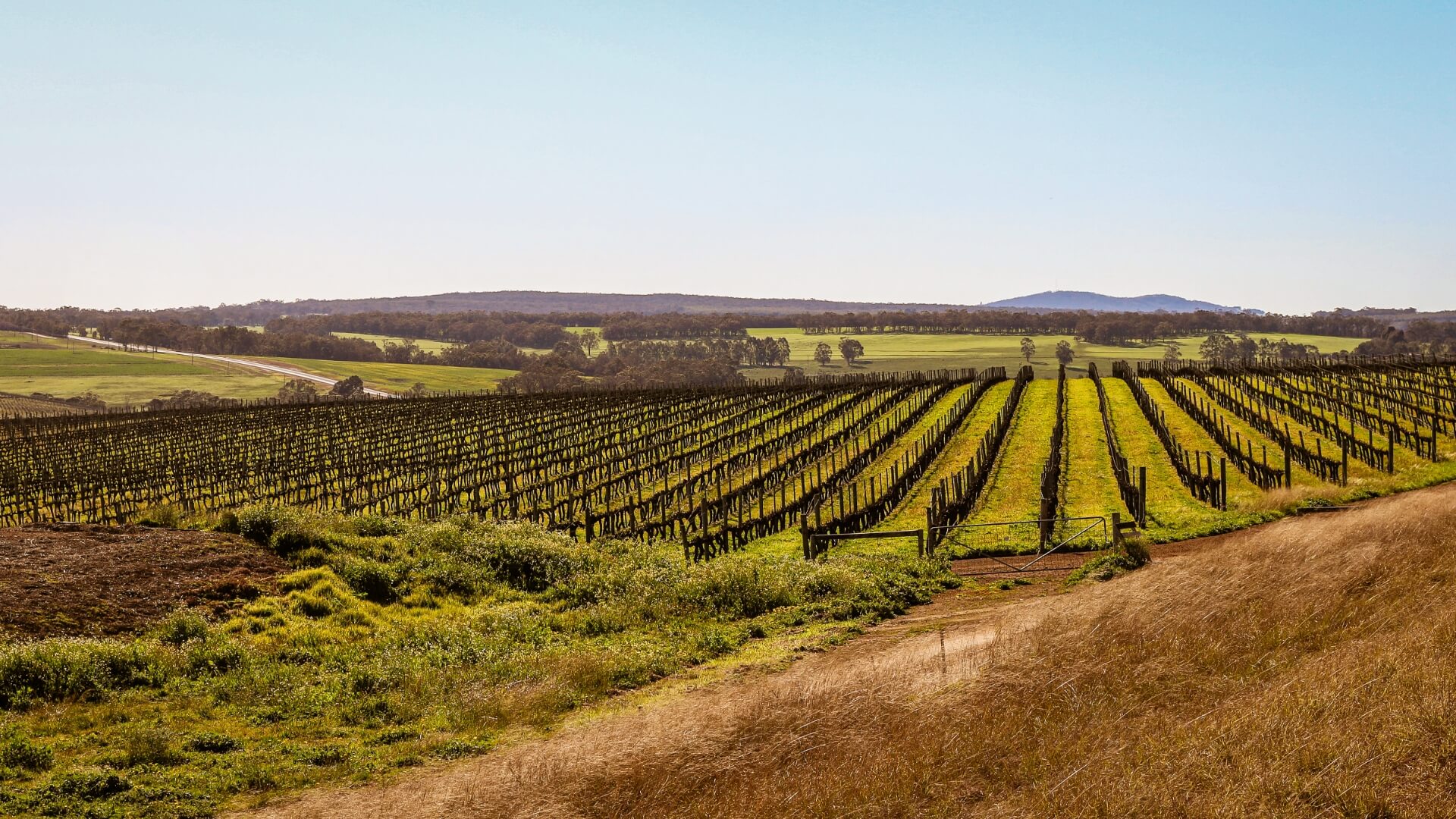 Vineyard Image